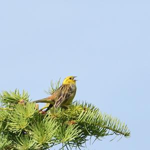 Yellowhammer