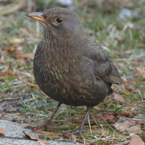 Eurasian Blackbird