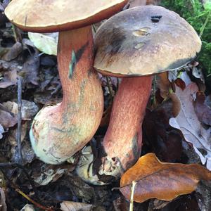 Dotted-stem Bolete