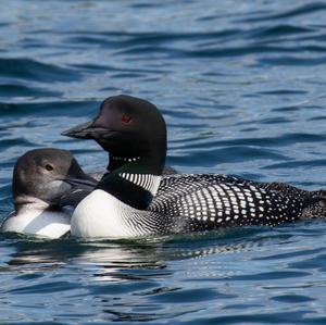 Common Loon