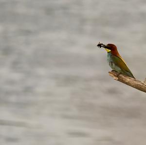 European Bee-eater