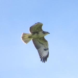 Common Buzzard