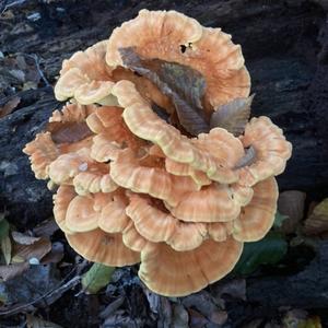 Chicken Mushroom