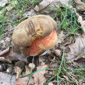 Dotted-stem Bolete