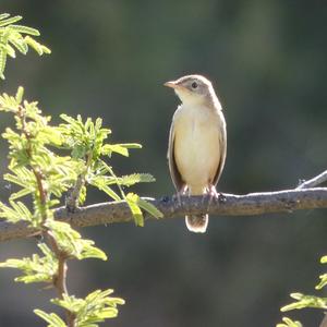 Zitting Cisticola