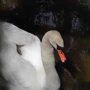 Mute Swan