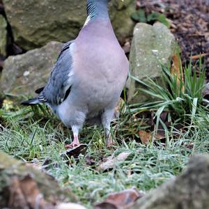 Common Wood-pigeon