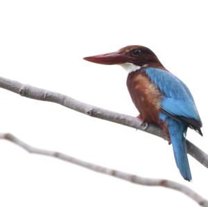 White-throated Kingfisher