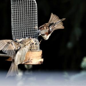 House Sparrow