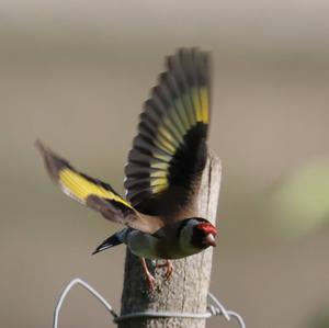 European Goldfinch