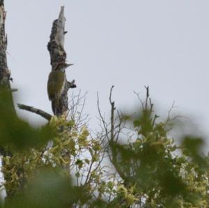 Eurasian Green Woodpecker