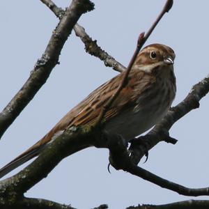 Reed Bunting