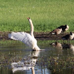 Mute Swan