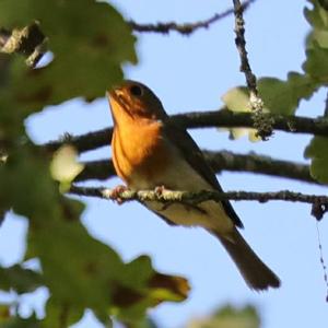 European Robin