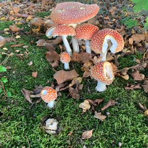 Fly Agaric