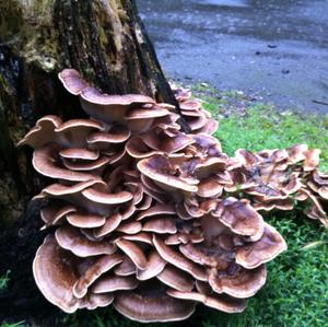 Black-staining Polypore