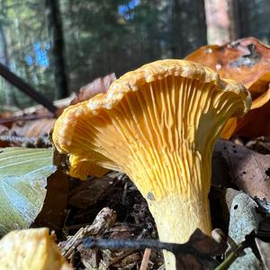 Chanterelle, Common