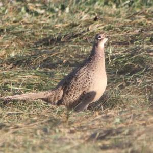 Common Pheasant