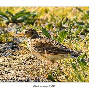 Eurasian Skylark