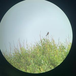 Reed Bunting