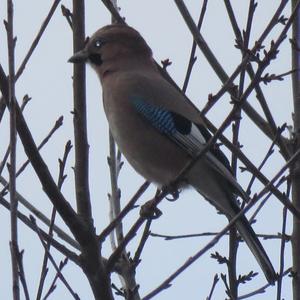 Eurasian Jay