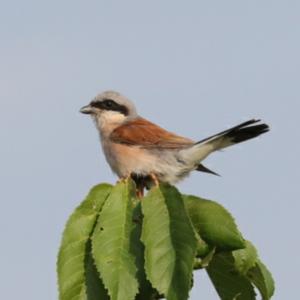 Red-backed Shrike