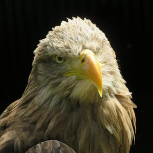 White-tailed Eagle