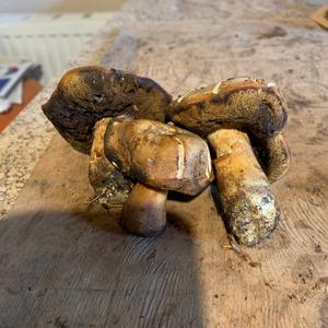 Variegated Bolete