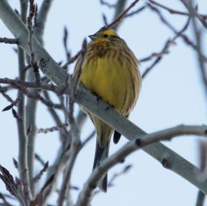 Yellowhammer