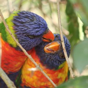 Rainbow Lorikeet