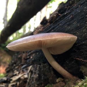 Fawn Mushroom