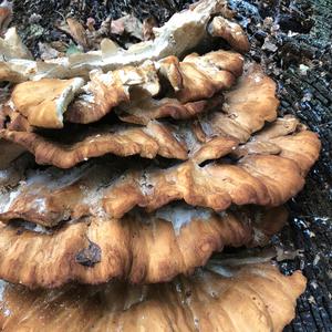 Black-staining Polypore