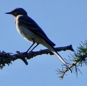 White Wagtail