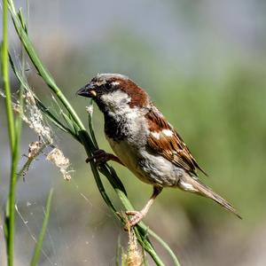 House Sparrow