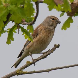 Eurasian Linnet