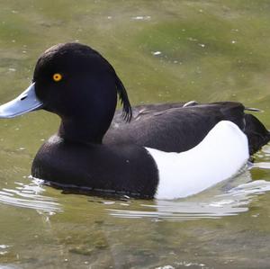 Tufted Duck