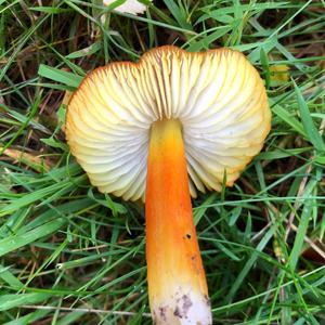 Blackening Wax-cap