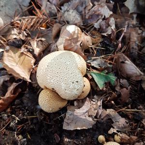 Parasitic Bolete