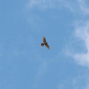 Common Buzzard