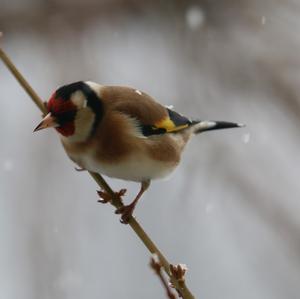 European Goldfinch