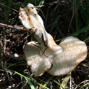 Hedgehog Fungus, Common