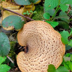 Dryad`s Saddle