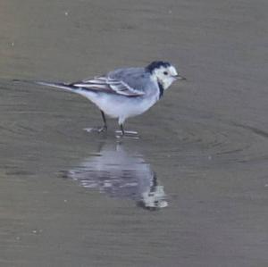 White Wagtail