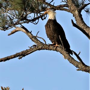 Weißkopfseeadler