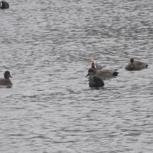 Eurasian Wigeon