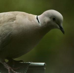 Eurasian Collared-dove