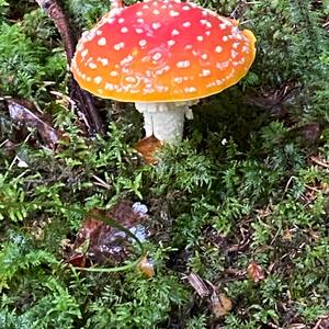 Fly Agaric