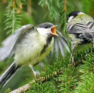 Great Tit