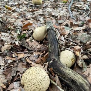 Pigskin Poison Puffball