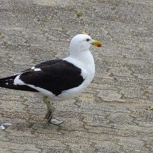 Great Black-backed Gull